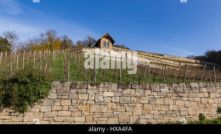 Vignoble à la fin de l'automne Banque D'Images