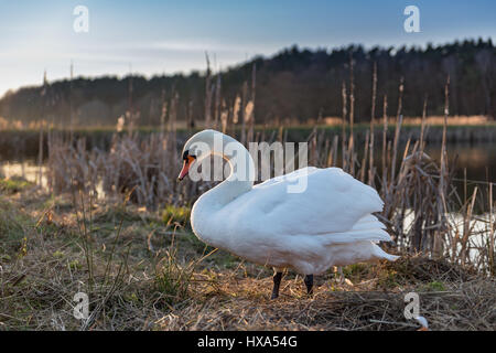 cygnes Banque D'Images