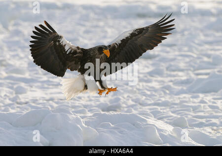 L'aigle de mer de Steller en vol au-dessus de la banquise du détroit de Nemuro quelques miles au nord-est de Rausu sur Hokkaido, Japon. Banque D'Images