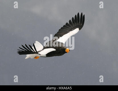 L'aigle de mer de Steller en vol au-dessus de la banquise du détroit de Nemuro quelques miles au nord-est de Rausu sur Hokkaido, Japon. Banque D'Images