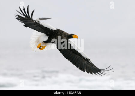 L'aigle de mer de Steller en vol au-dessus de la banquise du détroit de Nemuro quelques miles au nord-est de Rausu sur Hokkaido, Japon. Banque D'Images