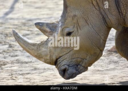 Le rhinocéros blanc du sud (Ceratotherium simum simum) Banque D'Images