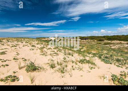 Dans le parc naturel des dunes de Zahara de los Atunes, Espagne dans la province de Cadix Banque D'Images