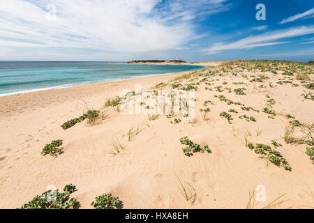 Dans le parc naturel des dunes de Zahara de los Atunes, Espagne dans la province de Cadix Banque D'Images