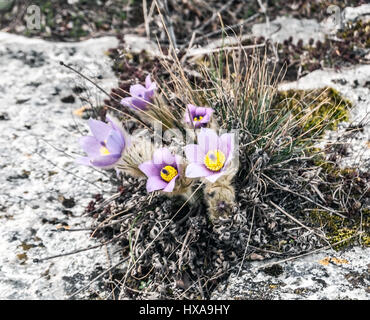 Pulsatilla grandis fleurs sur kocici skala hill de chko palava près de la ville de Mikulov en Moravie du sud Banque D'Images