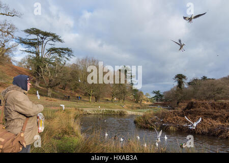 Les oiseaux sur une rivière en hiver Banque D'Images