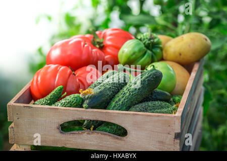 Les tomates et les concombres dans un coffret en bois Banque D'Images