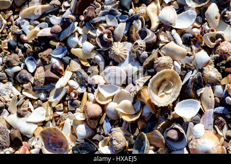 Les coquillages sur la plage Banque D'Images