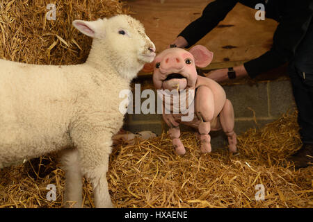 Le bébé cochon marionnette mouton répond aux besoins réels les agneaux et les porcelets en direct à la ferme, appuyez sur tirer pour Wyvern Theatre où le spectacle sera mis en scène. Banque D'Images
