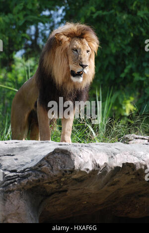 Magnifique lion posant sur un rocher, à la recherche comme le roi de la jungle. Banque D'Images