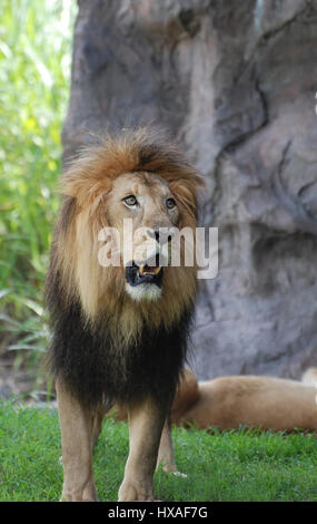 Lion d'une épaisse fourrure noire qui rôde autour de mane. Banque D'Images