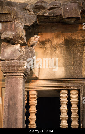 Macaque sur le temple d'Angkor Wat, au Cambodge, en Asie Banque D'Images