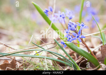 De belles fleurs de printemps nature background. De plus en plus sauvages, Scilla bifolia snowdrop bleu, bleu fleur au début du printemps. Photo de coloriage avec soft focus. Copie Banque D'Images