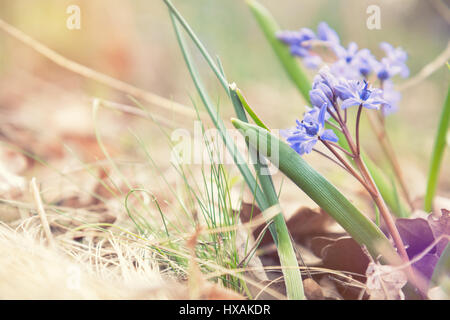 De belles fleurs de printemps nature background. De plus en plus sauvages, Scilla bifolia snowdrop bleu, bleu fleur au début du printemps. Photo de coloriage avec soft focus. Copie Banque D'Images