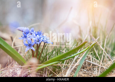 De belles fleurs de printemps nature background. De plus en plus sauvages, Scilla bifolia snowdrop bleu, bleu fleur au début du printemps. Photo de coloriage avec soft focus. Copie Banque D'Images