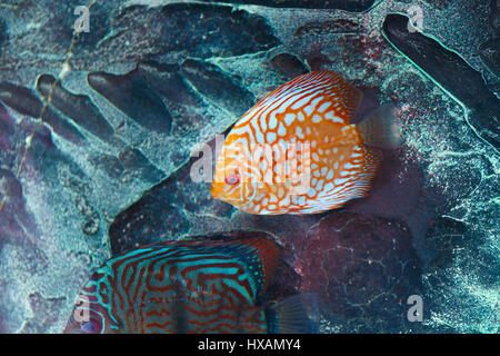Les poissons d'Aquarium discus en orange du bassin de l'Amazone en Amérique du Sud. Banque D'Images