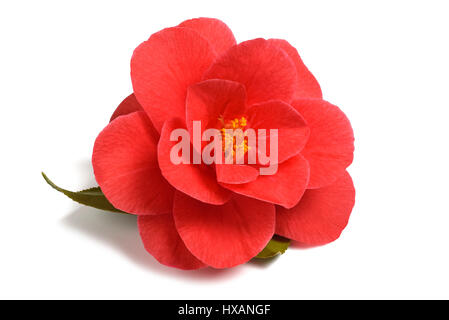 Fleur de camélia rouge isolé sur fond blanc Banque D'Images