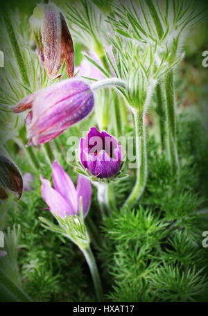 Beaux poils violet pasque-fleur. Pulsatilla grandis qui fleurit au printemps sur prairie au coucher du soleil. Fleurs de printemps en fleurs. Banque D'Images