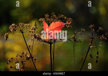 L'automne feuille d'érable rouge avec araignée suspendu à l'herbe sèche Banque D'Images