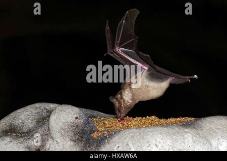 Chauves-souris volant et surfant pour la nourriture, île Bonaire, Caraïbes Banque D'Images