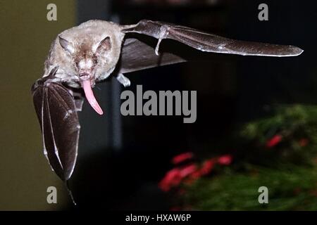 Le vol des chauves-souris et surching for food, Bonaire, Caraïbes Banque D'Images