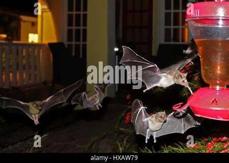 Le vol des chauves-souris et surching for food, Bonaire, Caraïbes Banque D'Images