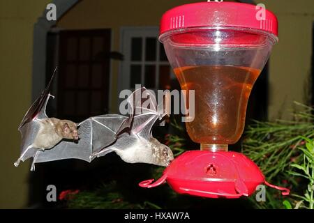 Le vol des chauves-souris et surching for food, Bonaire, Caraïbes Banque D'Images