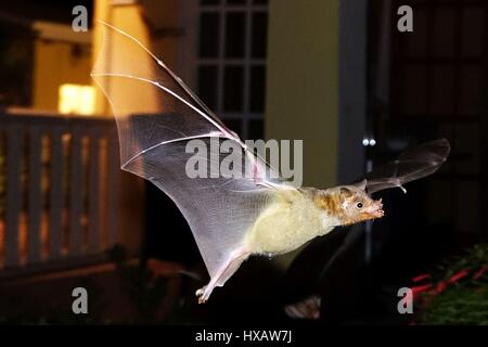 Le vol des chauves-souris et surching for food, Bonaire, Caraïbes Banque D'Images