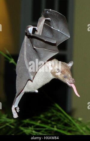 Le vol des chauves-souris et surching for food, Bonaire, Caraïbes Banque D'Images