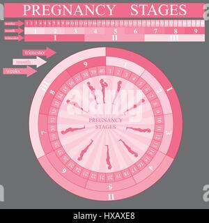 Femme grossesse stades, vector Illustration de Vecteur