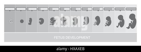 Étapes du développement du foetus, vetor Illustration de Vecteur