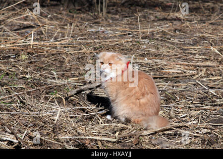 Très beau chat roux assis sur l'herbe au printemps. Banque D'Images