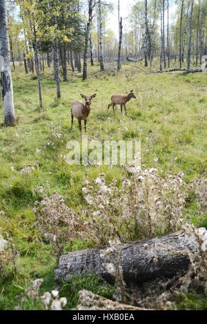 Les vaches Elk, partie d'un petit troupeau, le pâturage dans une clairière à la lisière de la forêt près de la ville de Timmins, dans le Nord de l'Ontario, Canada, Banque D'Images