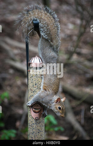 Un sale écureuil gris (Sciurus carolinensis) qui a grimpé sur une mangeoire et c'est de voler à partir de graines d'oiseaux. Banque D'Images