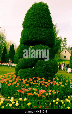 Festival des tulipes de la vallée Skagit annuel dans l'État de Washington Banque D'Images