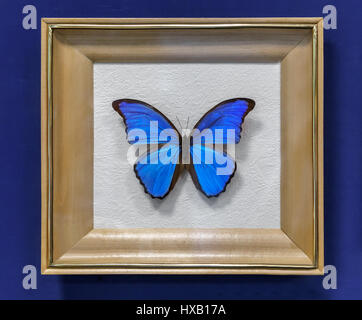 L'instance d'un grand papillon Morpho didius tropicaux , envergure jusqu'à 150mm. Présenté dans un châssis vitré. Banque D'Images