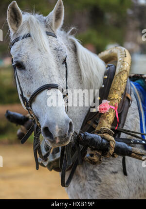 Portrait de l'ancien faisceau de cheval gris Banque D'Images