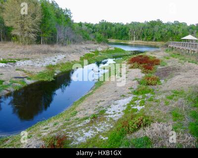 Floride Nord paysage avec lac, Heron, alligator, conifères, et reflet dans l'eau. Paynes Prairie Preserve State Park, Gainesville, FL, USA Banque D'Images
