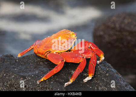 Sally Lightfoot Crab (Grapsus grapsus) sur la pierre de lave au Parc National des Galapagos Banque D'Images