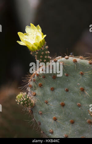 Fleur de cactus de poire pickly (Opuntia galapageia) Banque D'Images