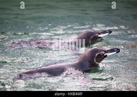 Galapagos Penguins (Spheniscus mendiculus) nageant dans la baie d'Islote Tintoreras au large de l'île Isabela Banque D'Images