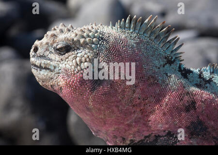 Mâle d'Iguana marine (Amblyrhynchus cristatus) dans les couleurs de la saison de reproduction sur l'île d'Espanola, îles Galapagos Banque D'Images