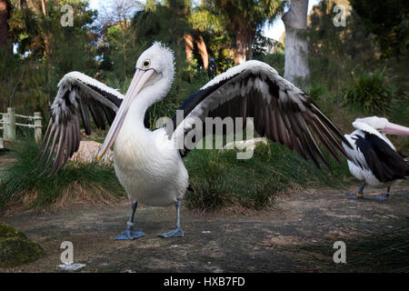 Avec pelican ailes propagation Banque D'Images