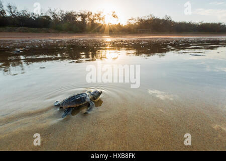 Bébé tortue caouanne (Caretta caretta) faire son voyage vers la mer au coucher du soleil. Mon Repos Conservation Park, Bundaberg, Queensland, Australie Banque D'Images