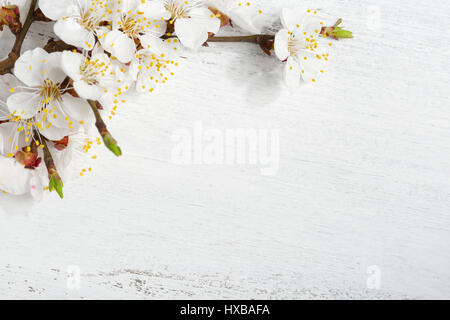 Ancienne en bois avec des branches de l'arrière-plan minable blossoming abricot. Banque D'Images