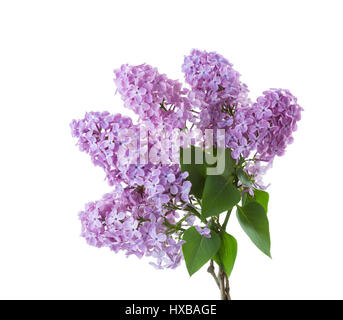 Branches de lilas de printemps avec des feuilles isolées sur fond blanc. Banque D'Images