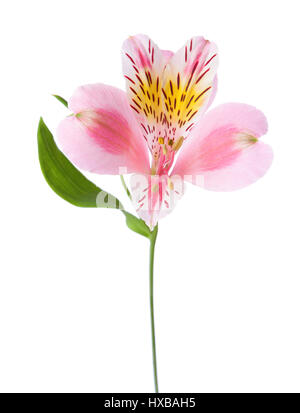 Fleur Rose de l'alstroemeria isolé sur fond blanc. Banque D'Images