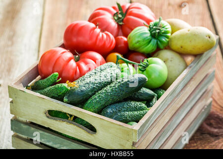 Tomates mûres et les concombres en serre Banque D'Images