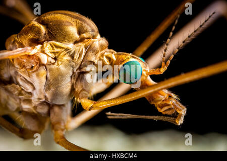 Les Chironomidae extreme macro d'agrandissement Banque D'Images