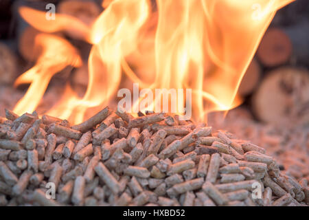 La biomasse de bois de sapin en flammes- close up Banque D'Images